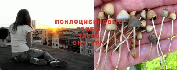 ешки Аркадак